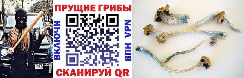 hydra рабочий сайт  купить  цена  Костомукша  Псилоцибиновые грибы Psilocybine cubensis 